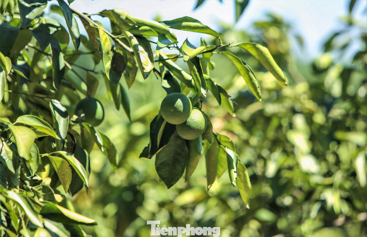 "Nắng nóng năm nay kéo dài và gay gắt hơn các năm khiến cây mất nước, cũng vì thế lá và quả bị khô héo, giảm sản lượng. Nếu mấy ngày tới không có đợt mưa lớn sẽ ảnh hưởng hiệu quả cây trồng", anh Minh (34 tuổi, trú xã Hương Đô), lo lắng nói.