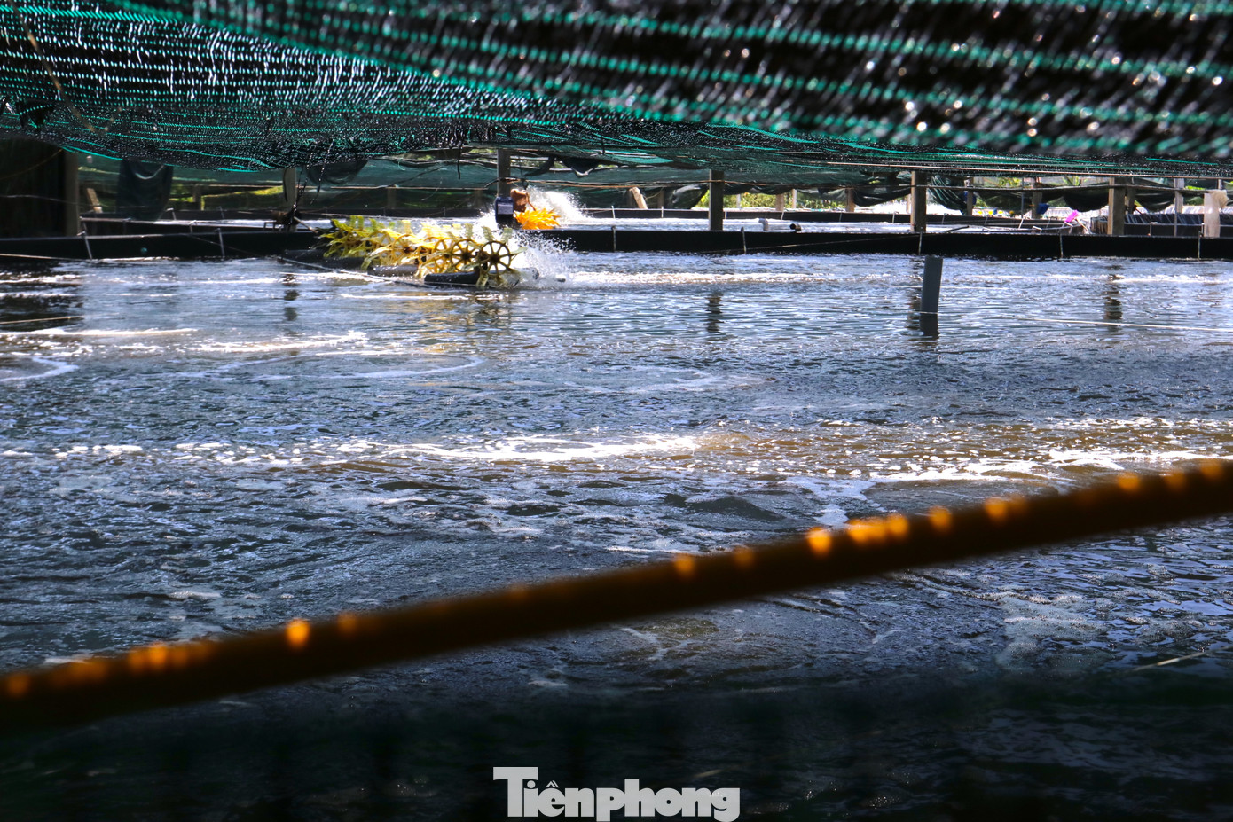 Nắng nóng không chỉ ảnh hưởng đến trang trại gà, nhiều trang trại nuôi tôm ở Diễn Trung cũng bị thiệt hại. Để tránh ánh nắng không ảnh hưởng đến tôm, nhiều chủ trại phải đầu tư thêm hệ thống mái bằng lưới, bạt để giảm nắng nóng. Nắng nóng không chỉ ảnh hưởng đến trang trại gà, nhiều trang trại nuôi tôm ở Diễn Trung cũng bị thiệt hại. Để tránh ánh nắng không ảnh hưởng đến tôm, nhiều chủ trại phải đầu tư thêm hệ thống mái bằng lưới, bạt để giảm nắng nóng.