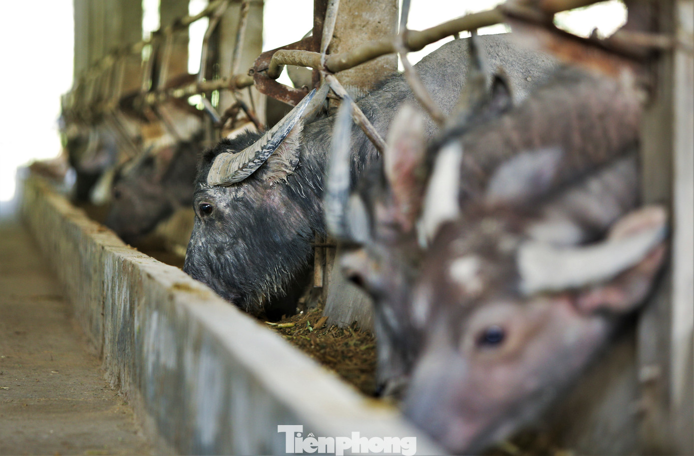Riêng trâu nái sinh sản sẽ được chăm sóc phù hợp, đáp ứng tiêu chuẩn nhân giống, phát triển đàn.