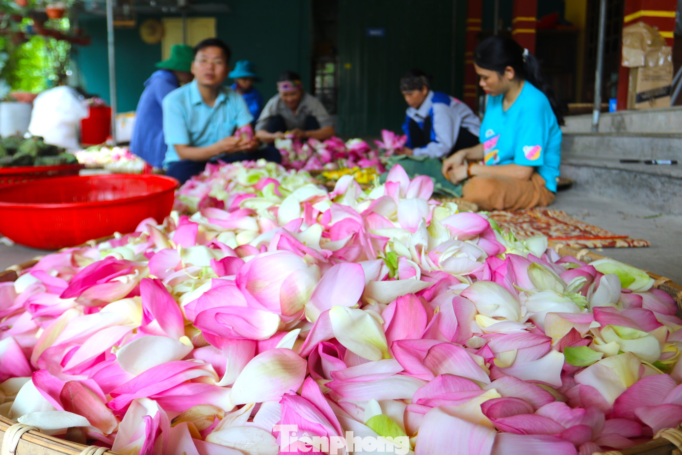 Đến năm 2019, sau khi tìm hiểu, học hỏi làm các sản phẩm từ sen, anh Tiến quyết định thành lập Hợp tác xã Sen quê Bác. Vừa trồng, vừa cung ứng giống sen, hoa sen, anh Tiến còn học hỏi để chế biến các loại trà từ hoa sen, lá sen và sản phẩm từ hạt sen, ngó sen... mang đến du khách những sản phẩm độc đáo, ngon, bổ dưỡng.