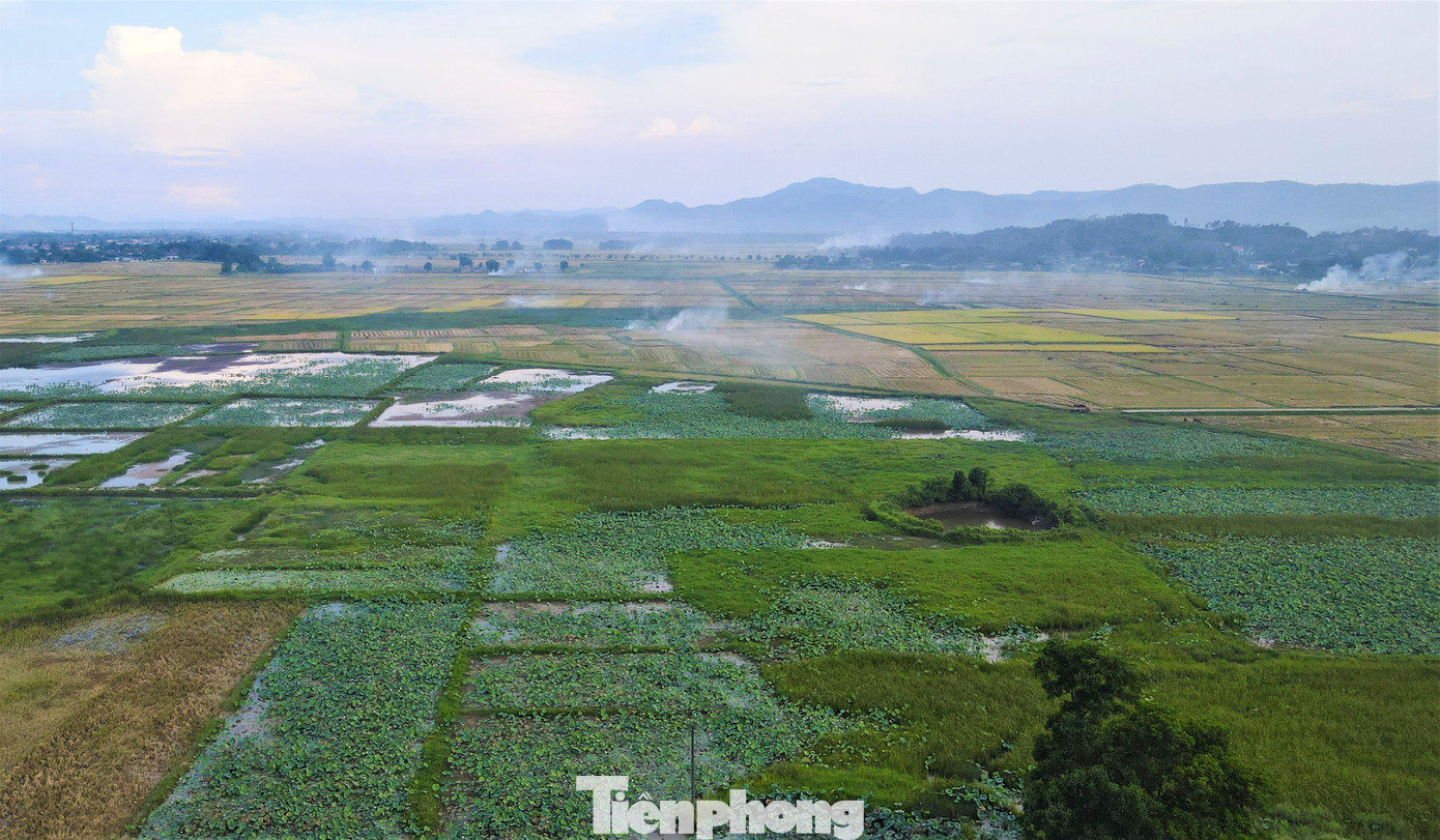 Trên các cánh đồng sen ở huyện Thạch Hà, hoa sen nở rộ, xen giữa xóm làng vừa làm đẹp cảnh quan thiên nhiên, sinh thái, vừa mang lại thu nhập khá cho người nông dân nơi đây nhờ việc bán hạt sen.