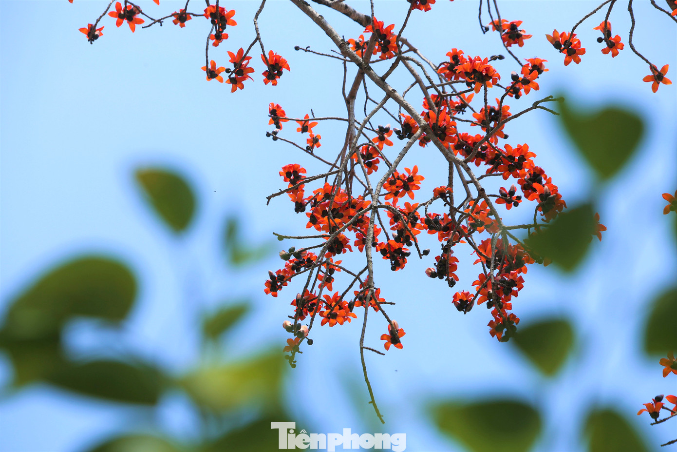 Mỗi mùa hoa về, cây gạo cổ thụ hơn trăm tuổi ở xã Thanh Nho (Thanh Chương) lại nở hoa rực rỡ. Đây là cây gạo đẹp, nổi tiếng bậc nhất trong vùng.