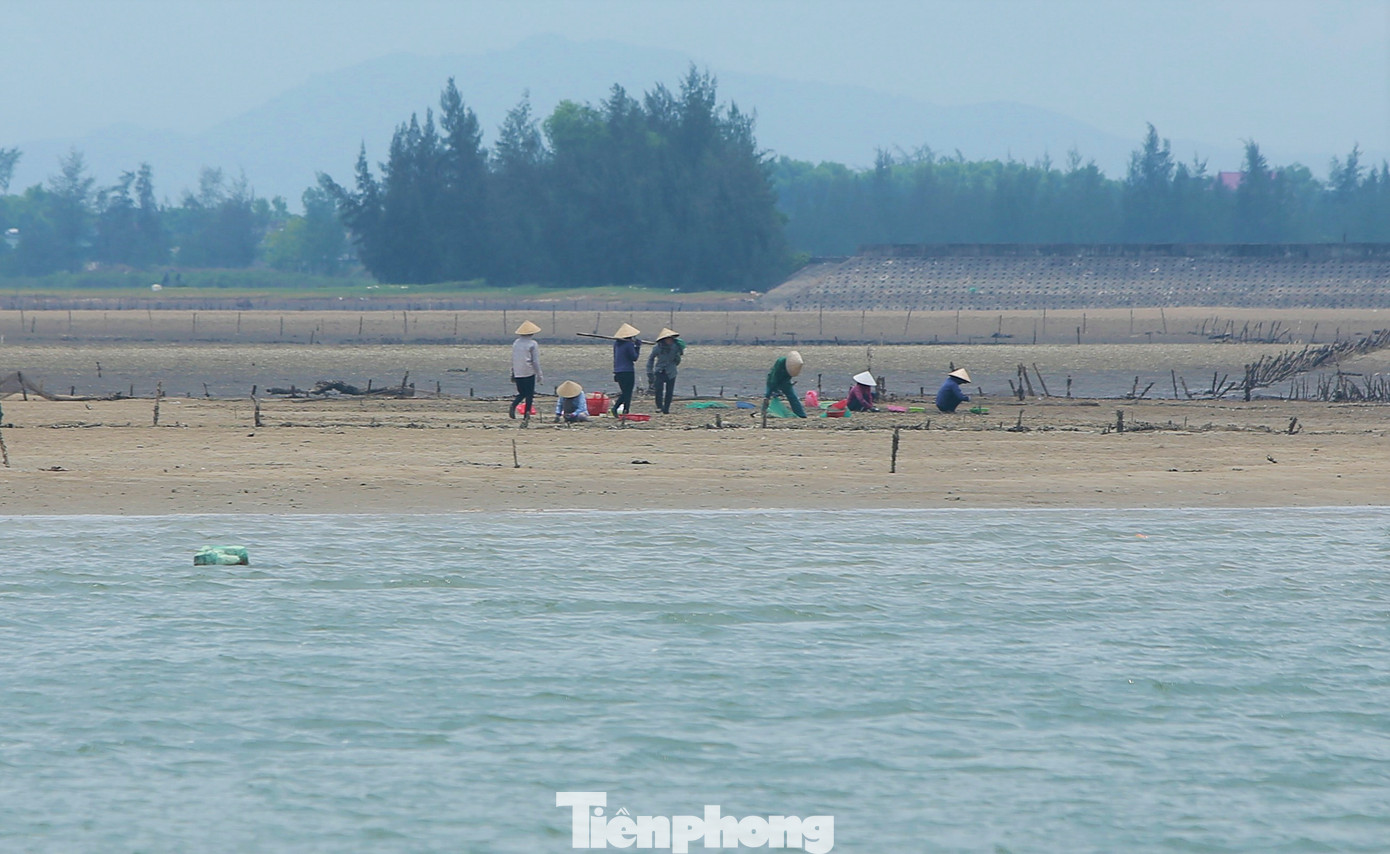Giữa trưa, tranh thủ lúc thủy triều vừa rút, từng tốp người ở vùng bãi ngang ven biển huyện Cẩm Xuyên (tỉnh Hà Tĩnh) lại cầm đồ nghề ra bãi biển để cào ngao kiếm thêm thu nhập.