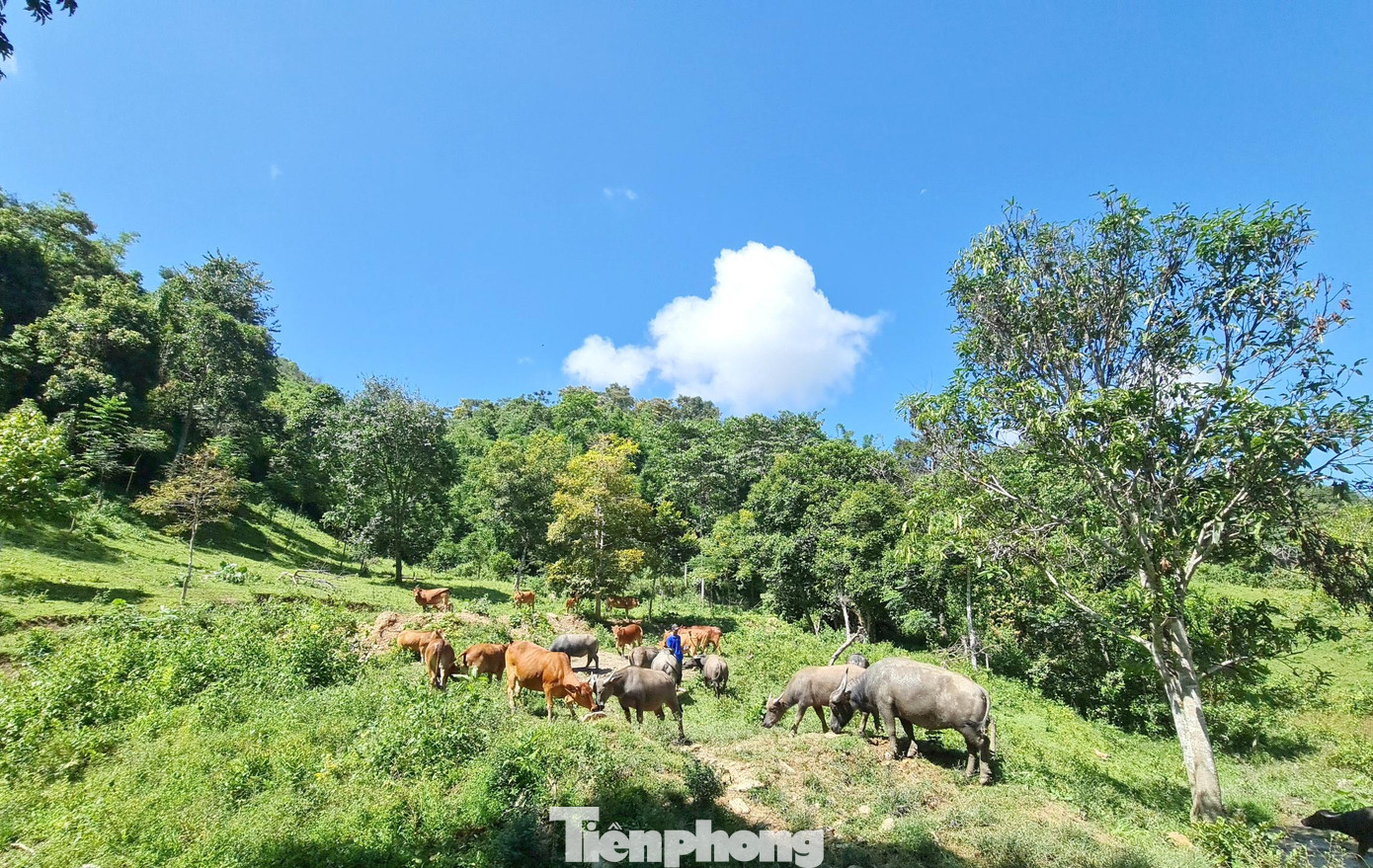 Trang trại tổng hợp rộng 25ha của anh Thoong nằm sâu trong rừng, cách trung tâm xã 3 giờ đi bộ Trang trại tổng hợp rộng 25ha của anh Thoong nằm sâu trong rừng, cách trung tâm xã 3 giờ đi bộ