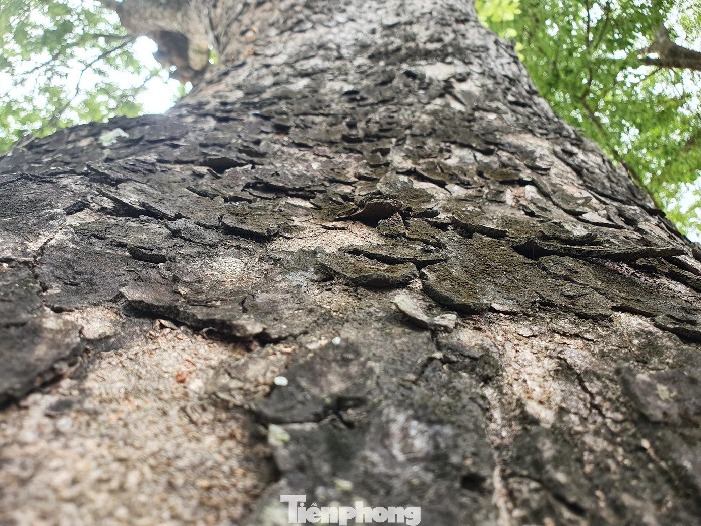 Một thân cây xà cừ cổ thụ.