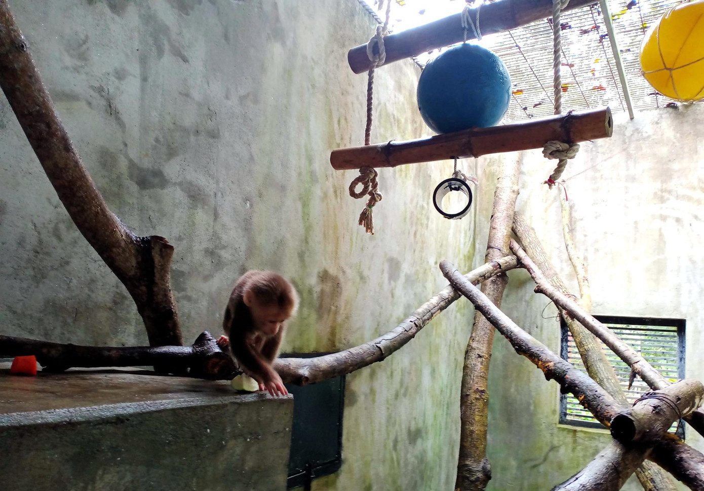 Các khu chăm sóc động vật được bố trí quang cảnh như ngoài tự nhiên để các con vật dần lấy lại khả năng sinh tồn của mình Các khu chăm sóc động vật được bố trí quang cảnh như ngoài tự nhiên để các con vật dần lấy lại khả năng sinh tồn của mình