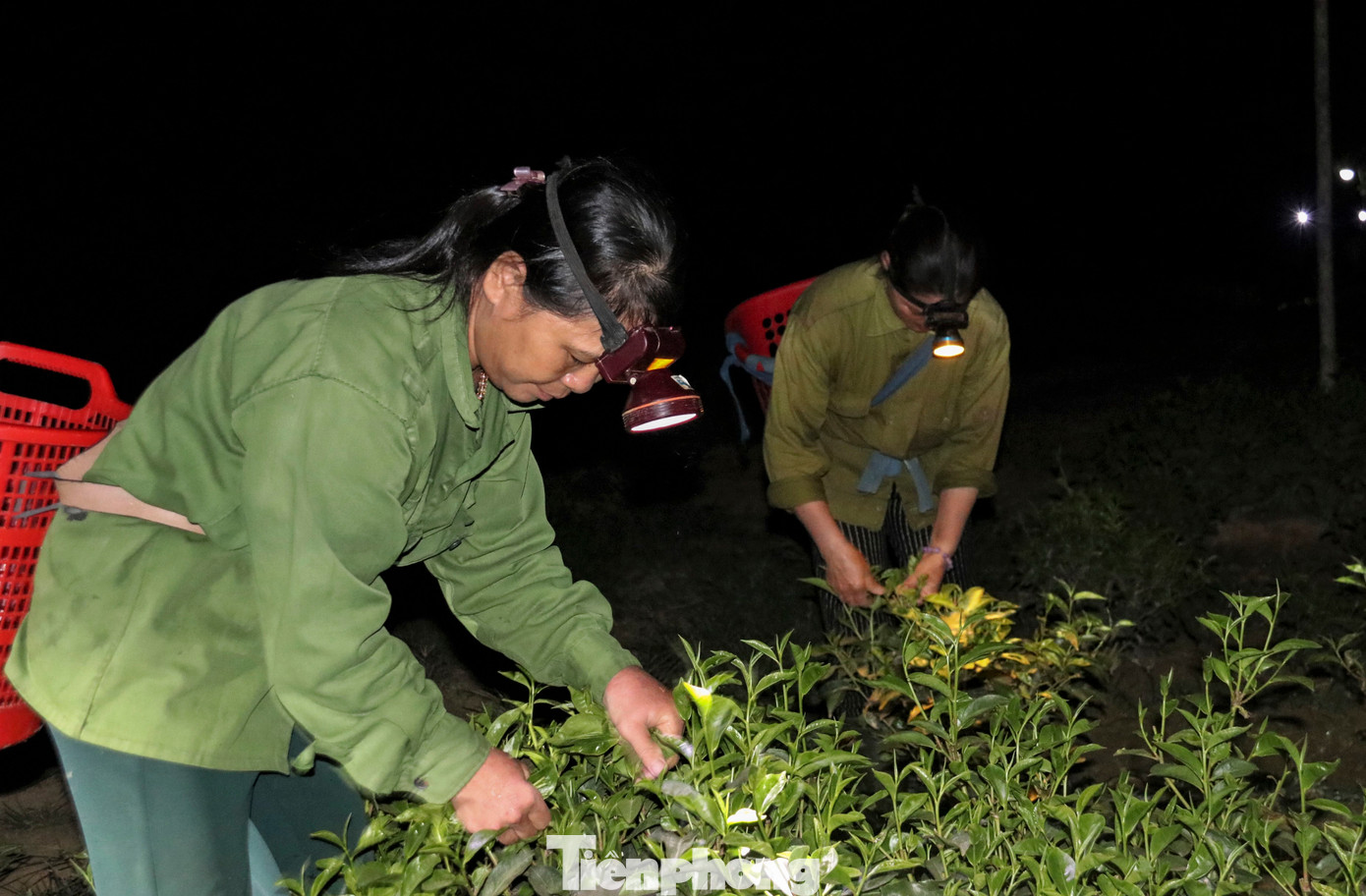 Trao đổi với Tiền Phong, ông Phan Kỳ - Phó chủ tịch UBND huyện Hương Khê cho biết nắng nóng kéo dài khiến nhiều vùng sản xuất nông nghiệp của người dân bị thiếu nước như Lộc Yên, Hương Thủy, Điền Mỹ. Với các vùng trồng chè hoặc cây đặc sản cam, bưởi, nắng nóng cũng khiến nhiều diện tích chịu ảnh hưởng lớn, sản lượng giảm sút. Hiện, một số hồ đập trên địa bàn đã cạn, việc cung ứng nguồn nước tưới đảm bảo chống hạn cũng gặp khó khăn.