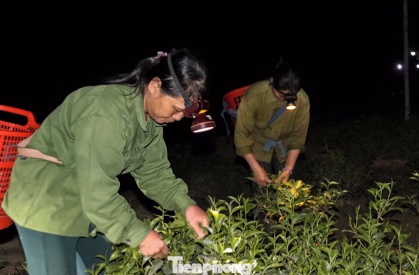 Trao đổi với Tiền Phong, ông Phan Kỳ - Phó chủ tịch UBND huyện Hương Khê cho biết nắng nóng kéo dài khiến nhiều vùng sản xuất nông nghiệp của người dân bị thiếu nước như Lộc Yên, Hương Thủy, Điền Mỹ. Với các vùng trồng chè hoặc cây đặc sản cam, bưởi, nắng nóng cũng khiến nhiều diện tích chịu ảnh hưởng lớn, sản lượng giảm sút. Hiện, một số hồ đập trên địa bàn đã cạn, việc cung ứng nguồn nước tưới đảm bảo chống hạn cũng gặp khó khăn.