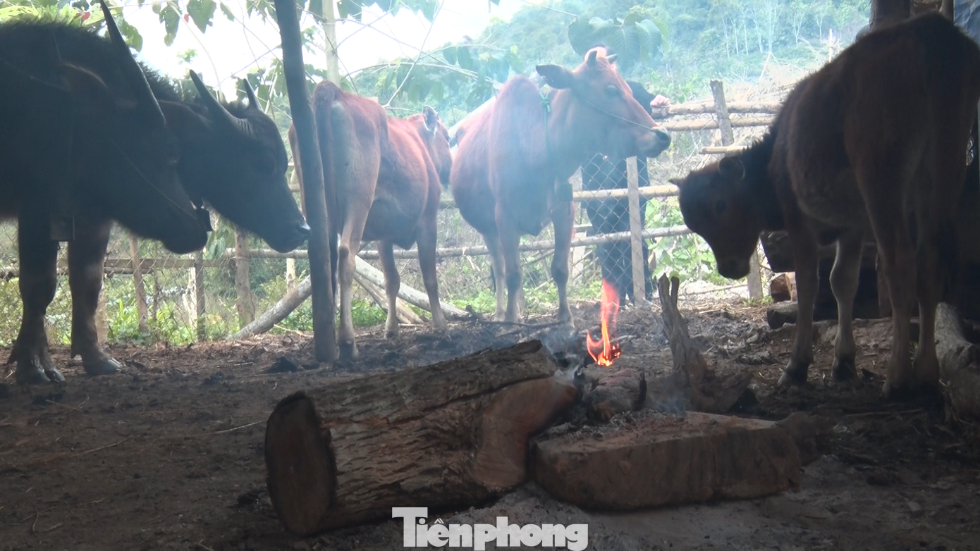 Những ngày qua, nhiệt độ tại Nghệ An giảm sâu. Đặc biệt nhiệt độ tại các xã thuộc huyện miền núi Nghệ An xuống dưới 8 độ C, có nơi xuống 4 độ C, rét đậm, rét hại. Những ngày qua, nhiệt độ tại Nghệ An giảm sâu. Đặc biệt nhiệt độ tại các xã thuộc huyện miền núi Nghệ An xuống dưới 8 độ C, có nơi xuống 4 độ C, rét đậm, rét hại.