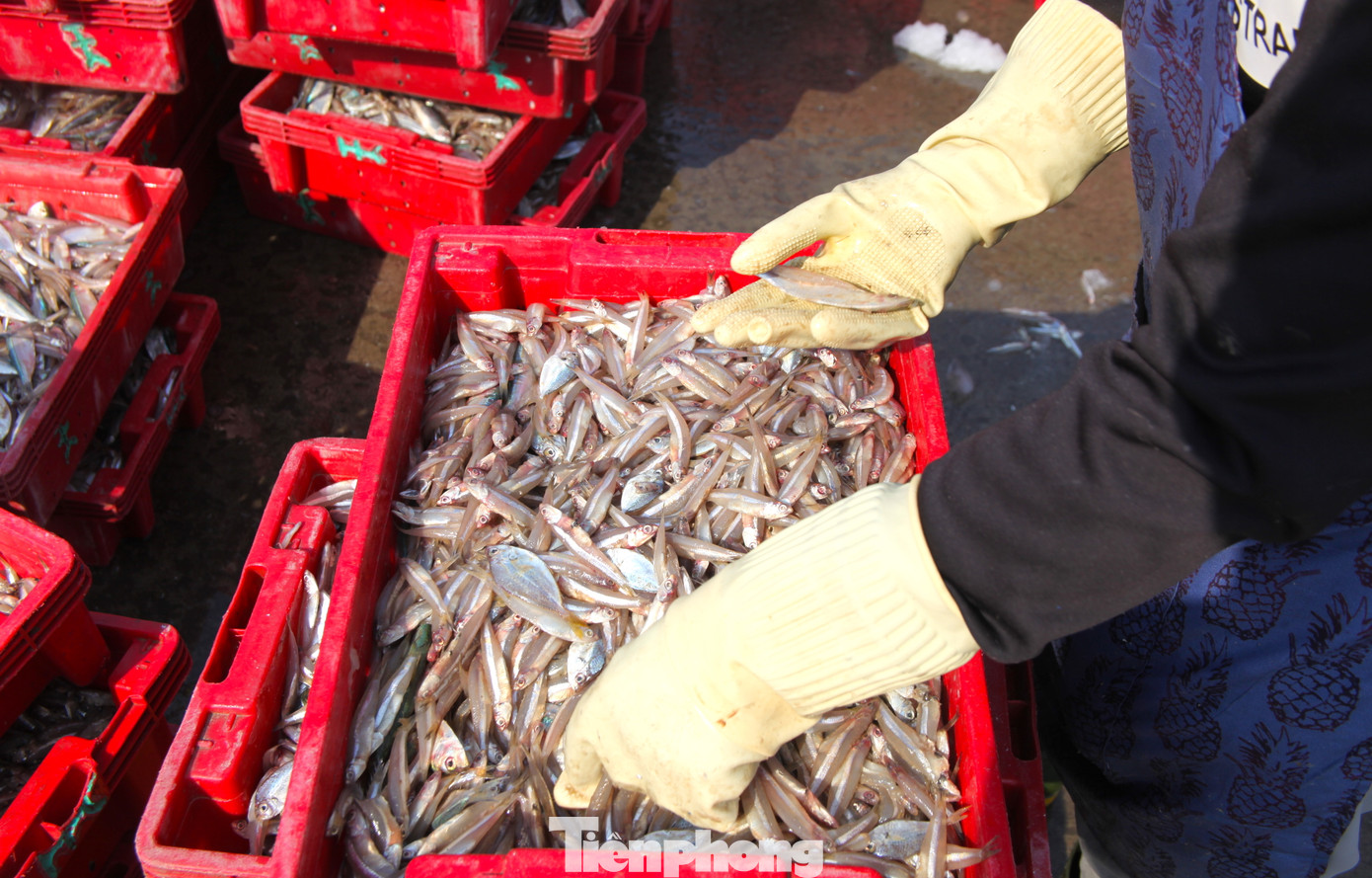 Công việc tuy không nặng nhưng cần sự nhanh nhẹn, nên một nửa lao động trong đó là phụ nữ. Những đôi tay thoăn thoắt lựa chọn cá vừa nhanh vừa nhẹ nhàng để tránh làm cá hư hỏng. Công việc tuy không nặng nhưng cần sự nhanh nhẹn, nên một nửa lao động trong đó là phụ nữ. Những đôi tay thoăn thoắt lựa chọn cá vừa nhanh vừa nhẹ nhàng để tránh làm cá hư hỏng.