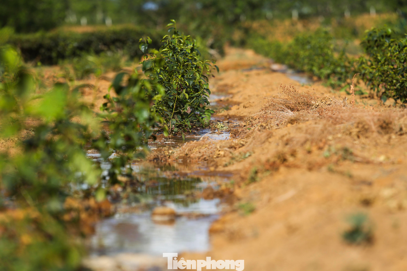 Với những diện tích chè 1-2 năm tuổi, người trồng sẽ xới đất, vun gốc và tưới nước để qua đợt nắng hạn.