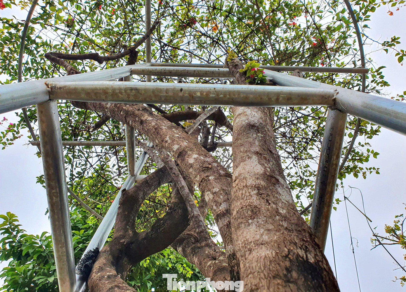 Để dễ cắt tỉa, những cây hoa giấy được trồng cố định trong chậu, có khung bằng sắt chắc chắn.