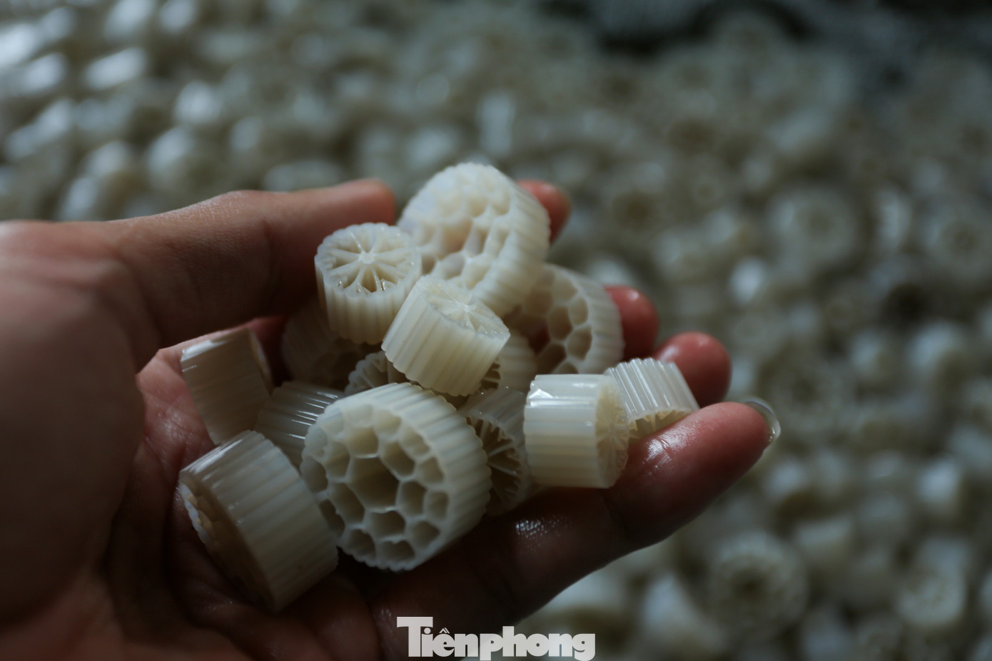 Để nuôi cua tiết kiệm nước và không gian, anh dùng các hộp nhựa xếp thành giàn; sử dụng hạt nhựa kaldnes trong hệ thống tuần hoàn. Các hạt nhựa có vai trò như san hô để lọc thức ăn thừa và chất thải giúp môi trường sống của cua được sạch hơn.