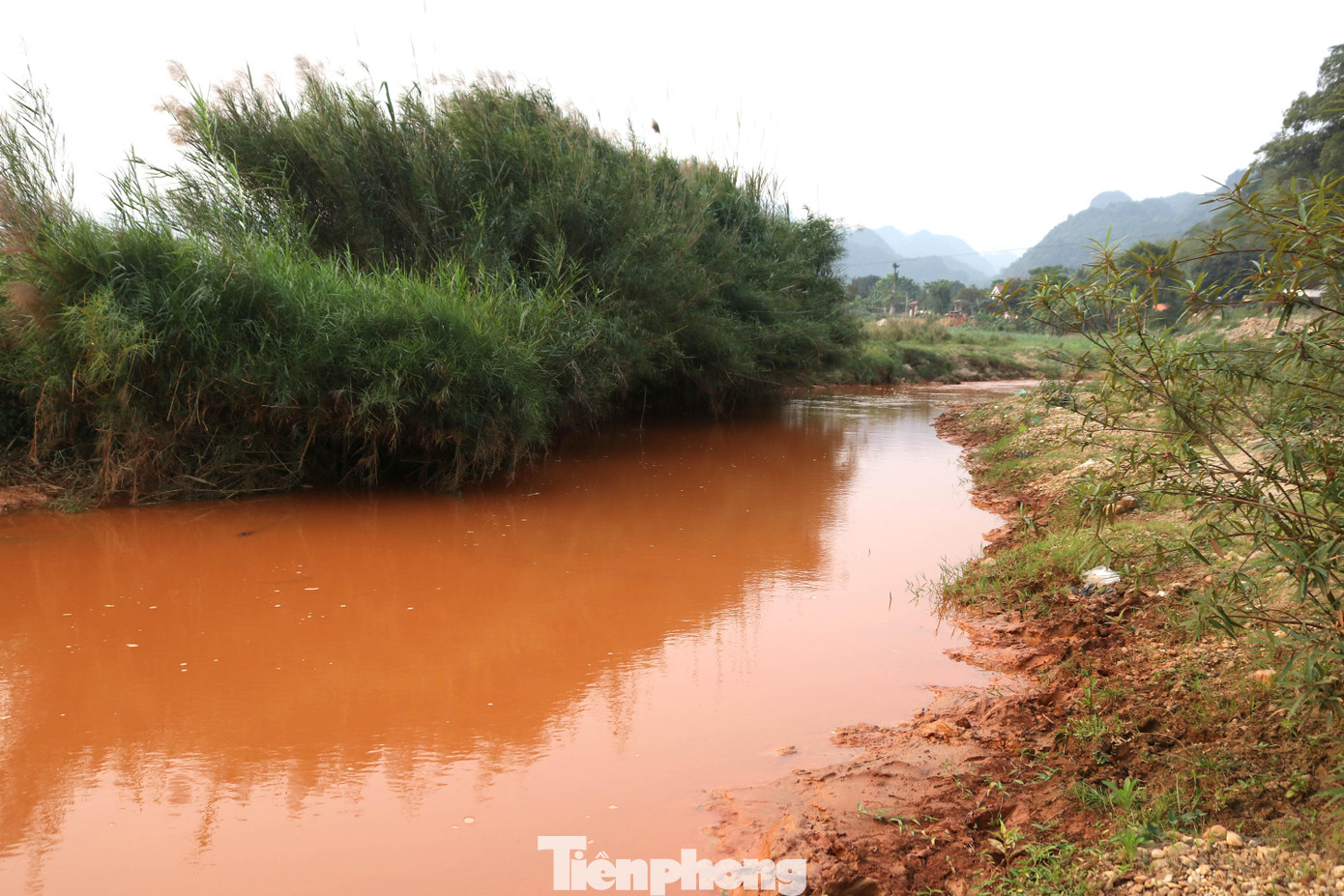 Ông Lô Viết Quý (trú tại bản Giuộc, xã Liên Hợp) cho hay, người dân chẳng còn dám lấy nước để sử dụng. Trâu bò thả rông nếu vô tình uống nước sông cũng dần còi cọc. Năm 2021, trong bản đã có 3 con bò bị chết, mổ thịt ra thấy gan, lách nổi u cục, ruột nhiều cát nên người dân phải vứt bỏ. Ông Lô Viết Quý (trú tại bản Giuộc, xã Liên Hợp) cho hay, người dân chẳng còn dám lấy nước để sử dụng. Trâu bò thả rông nếu vô tình uống nước sông cũng dần còi cọc. Năm 2021, trong bản đã có 3 con bò bị chết, mổ thịt ra thấy gan, lách nổi u cục, ruột nhiều cát nên người dân phải vứt bỏ.