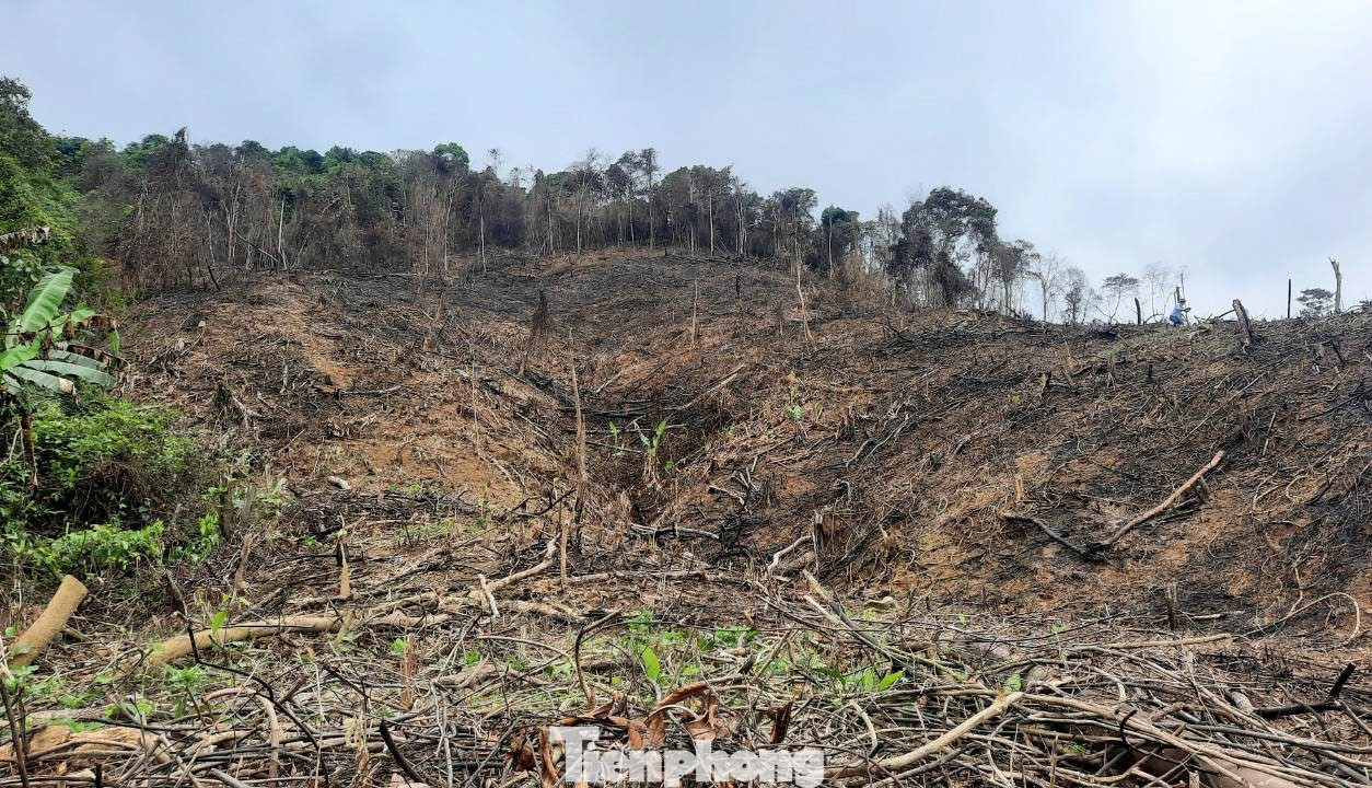 Một phần diện tích rừng bị chặt phá, đốt lửa thiêu rụi.