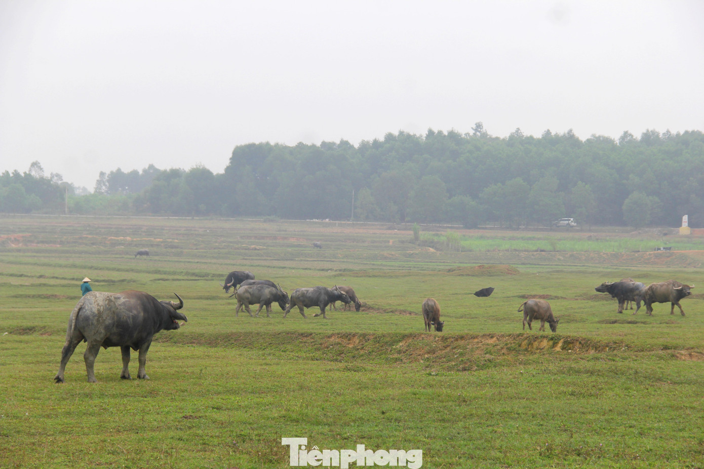 Chị Nguyễn Thị Hồng (trú xã Đại Sơn) cho hay, ở cái vùng quê này, chẳng có nghề nào nhàn hạ như nghề chăn trâu thuê. Mỗi ngày như thế, họ được chủ trả công 200.000 đồng. Tuy nhiên, không phải lúc nào cũng sẵn việc. Họ phải chờ đợi các thương lái tìm săn trâu mang về, những đàn trâu nhỏ, gầy gò thì việc vỗ béo sẽ kéo dài hơn, ngược lại chỉ chừng nửa tháng sẽ xuất bán.