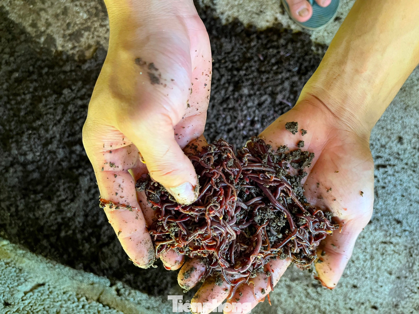 “Trùn quế được rất nhiều người ưa chuộng mua về để làm thức ăn chăn nuôi heo, gà, cá. Phân trùn cũng rất thích hợp để làm phân bón, trồng cây, rau. Với giá bán 50.000 đồng/kg trùn, 3.500 đồng/kg phân, mỗi năm, trang trại thu về hơn 1 tỉ đồng”, anh Tú nói.