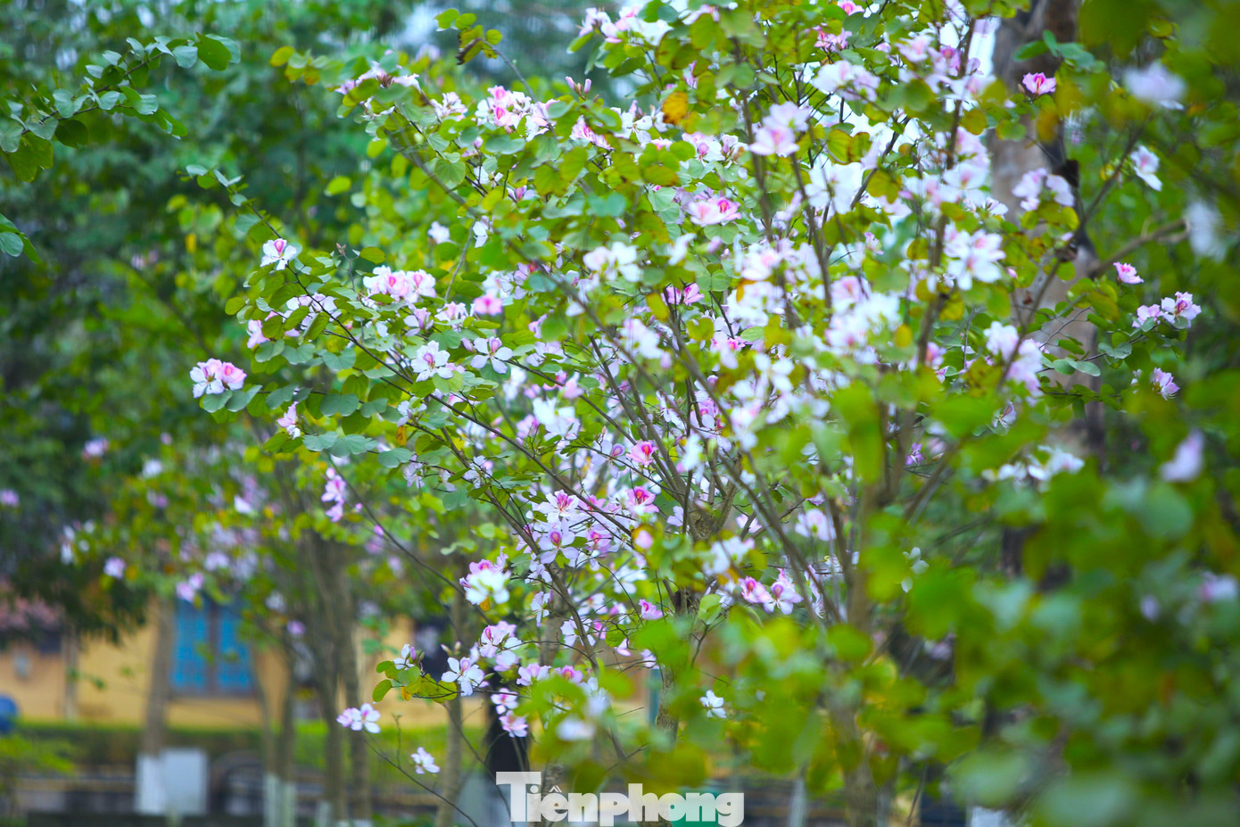 ...và hoa ban trắng.