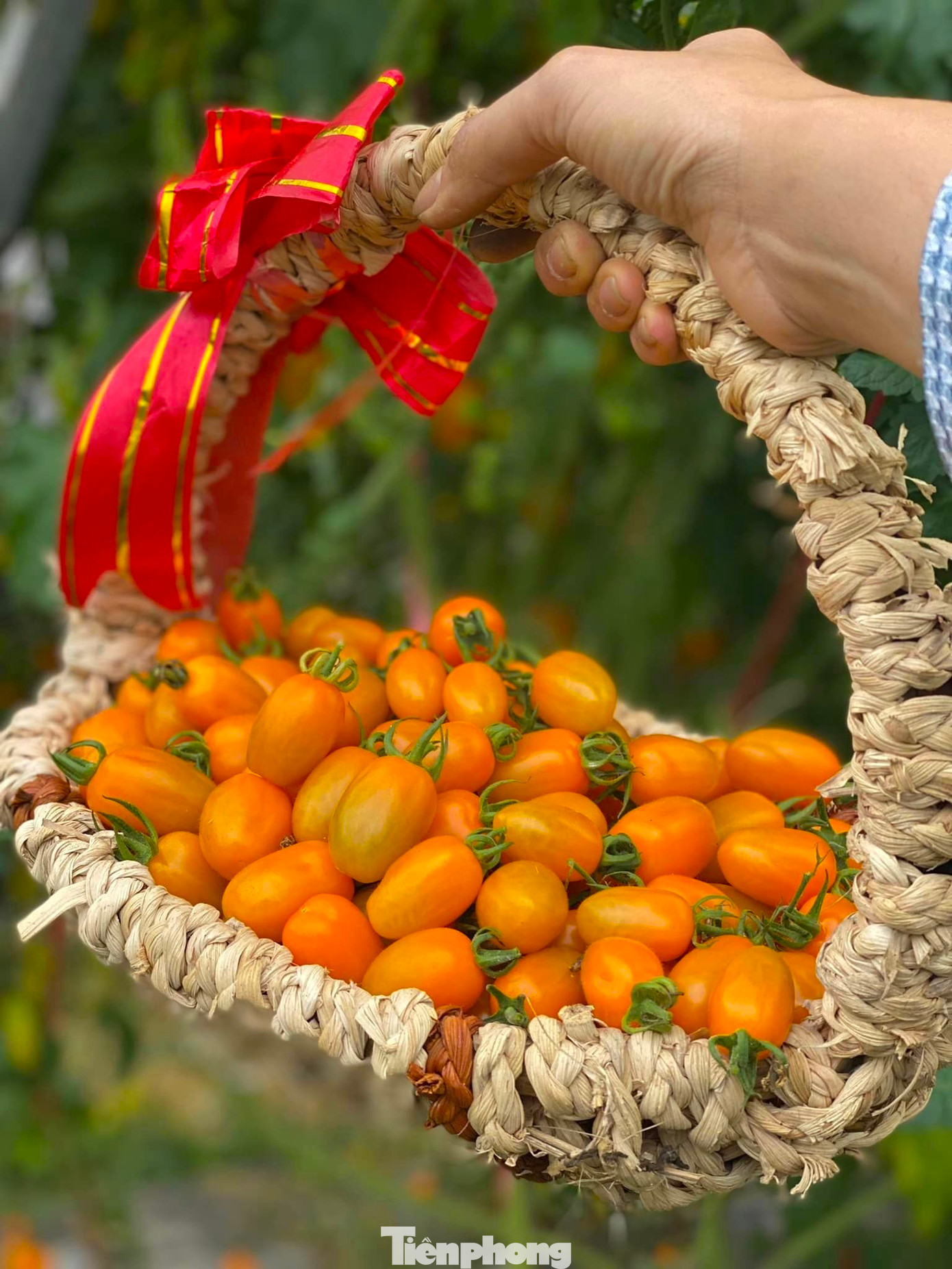 Hiện tại, trang trại đang bán ra thị trường với giá 60.000-70.000 đồng/kg cà chua bi, tùy chất lượng quả.