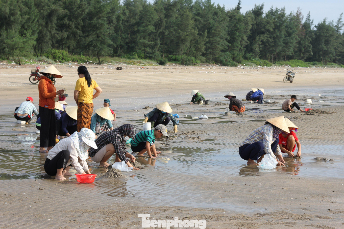 “Nhưng không phải ngày nào cũng nhiều. Có hôm đào cả buổi cũng chỉ được vài kg, đủ để ăn thôi. Du khách đến mua cũng chẳng có mà bán”, chị Minh chia sẻ.