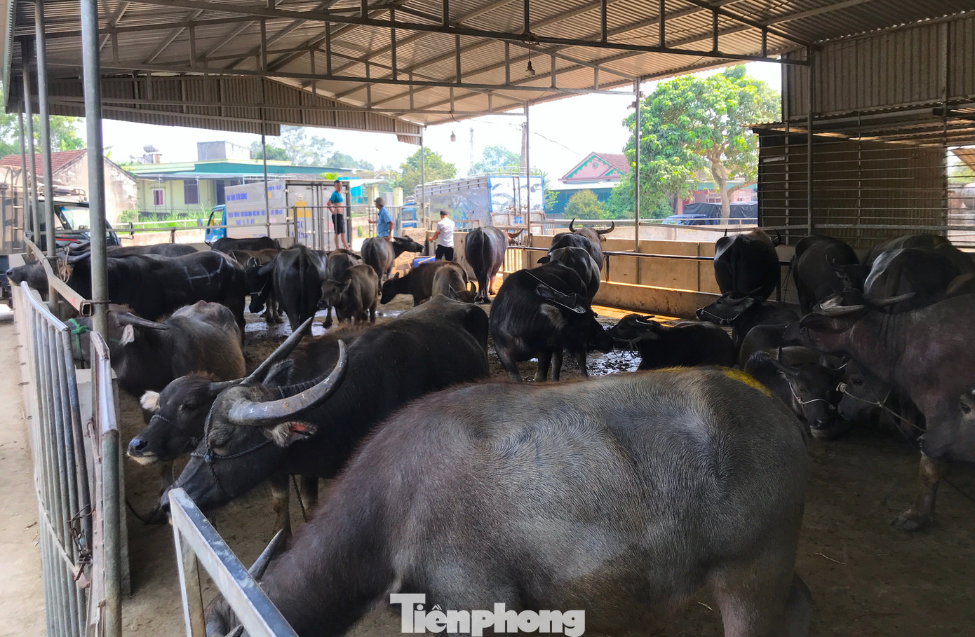 Trâu bò khi đạt tiêu chuẩn bán sẽ được gom lại ở những khu vực nhốt rồi gọi thương lái đến thu mua.