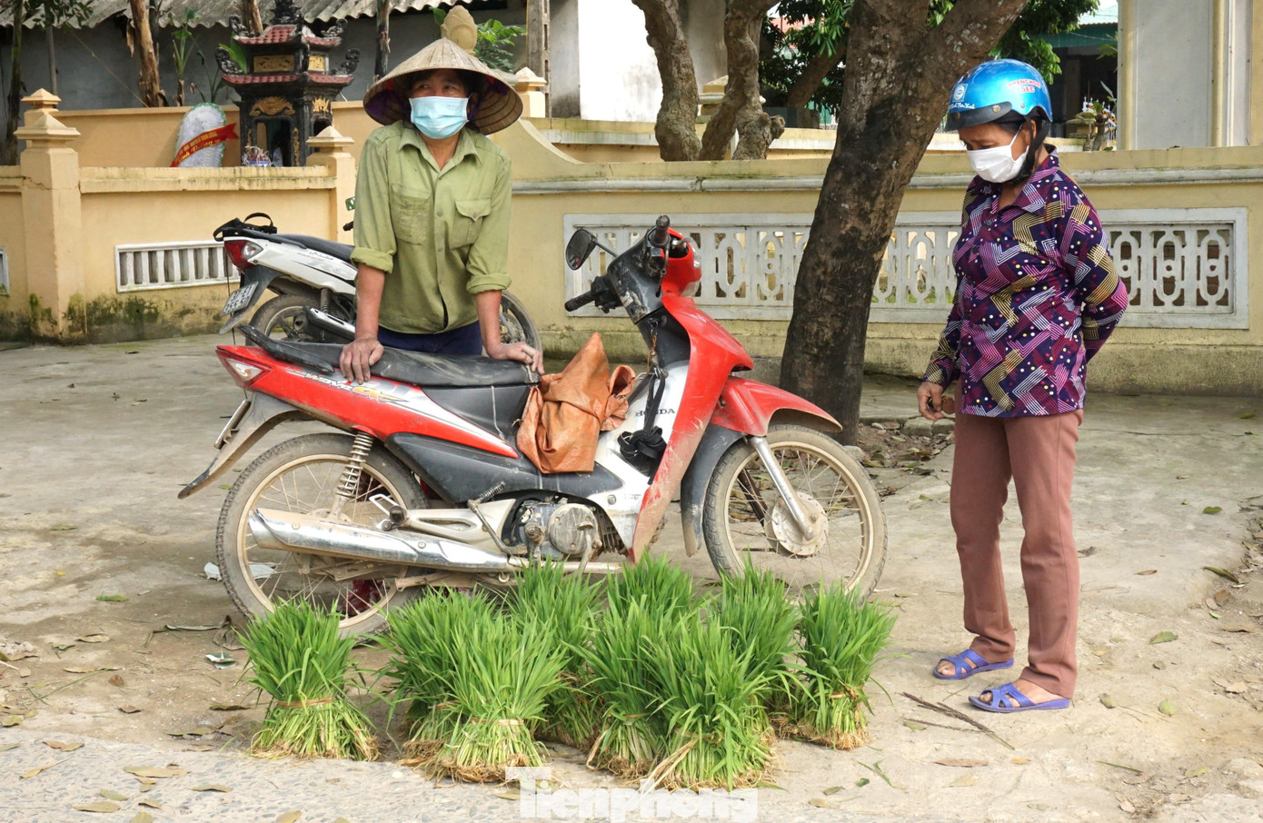 Theo bà Mai, trước đây nhà nào có ruộng lúa dày thường để hàng xóm tự xuống ruộng tỉa lấy mạ, vừa đỡ công đi dặm. Nhưng những năm gần đây, cây mạ có giá, nhiều nhà tự đi tỉa, bó lại rồi mang đi bán. Theo bà Mai, trước đây nhà nào có ruộng lúa dày thường để hàng xóm tự xuống ruộng tỉa lấy mạ, vừa đỡ công đi dặm. Nhưng những năm gần đây, cây mạ có giá, nhiều nhà tự đi tỉa, bó lại rồi mang đi bán.