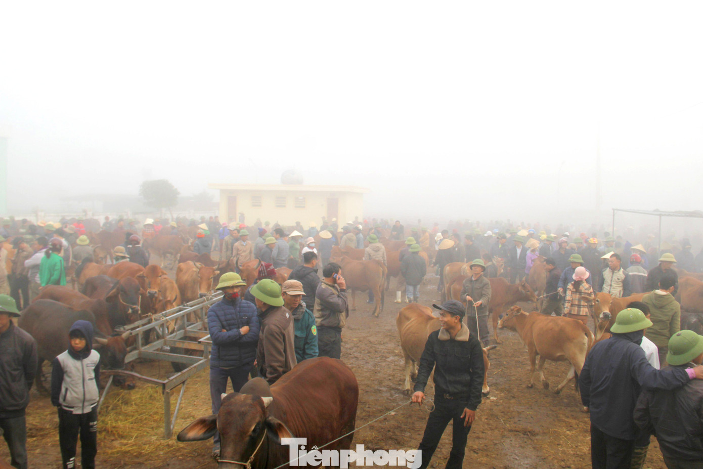 Chợ Ú (xã Đại Sơn, huyện Đô Lương, Nghệ An) - đầu mối trâu bò thuộc diện lớn nhất cả nước, họp 6 phiên mỗi tháng. Chợ tập trung hàng ngàn con trâu bò từ khắp các địa phương về, biến làng quê trở nên tấp nập. Nhiều người dân nơi đây cũng nhờ vào chợ trâu bò mà có thêm nghề mưu sinh.