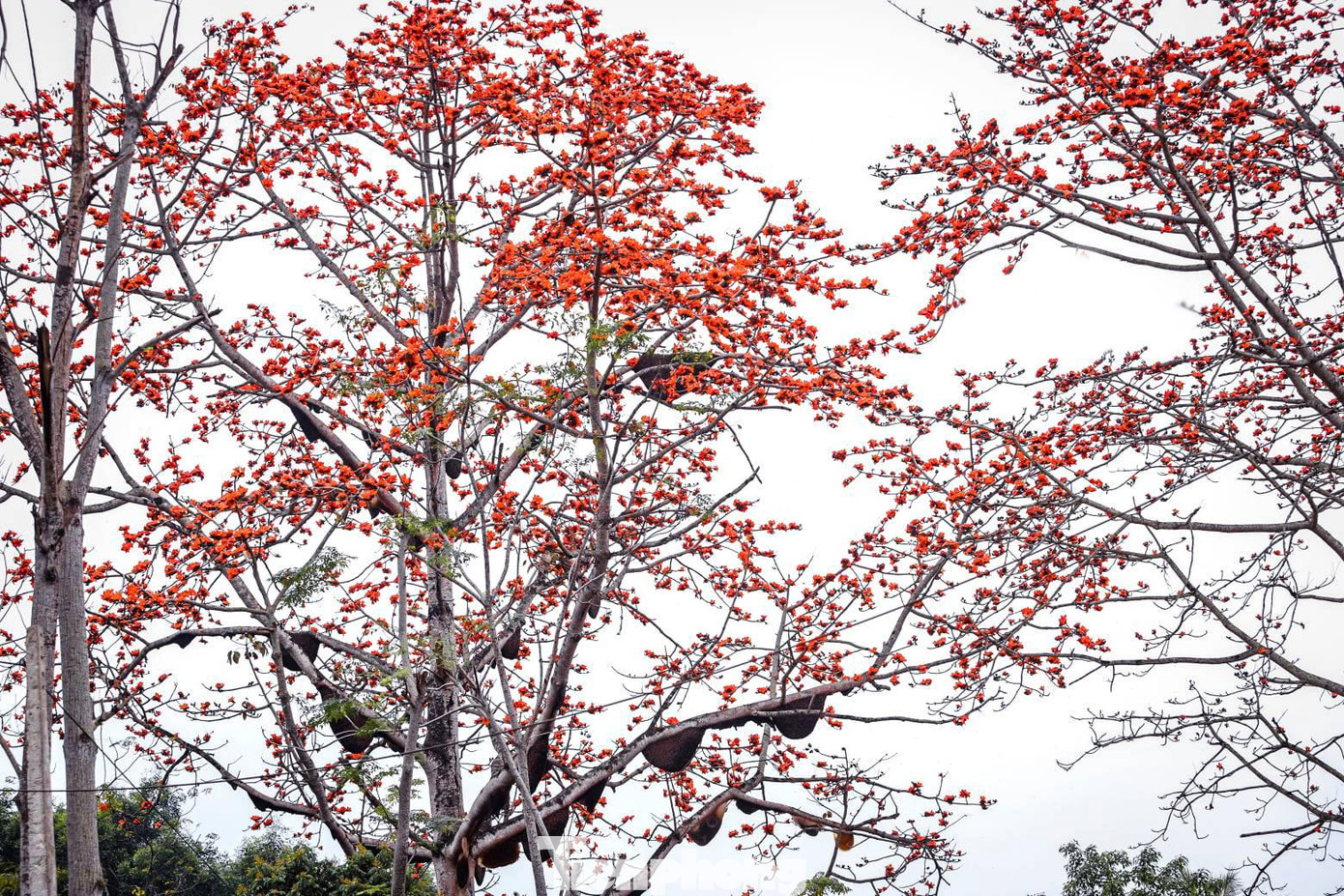 Cây hoa gạo độc đáo ở miền Tây xứ Nghệ có hàng chục tổ ong làm mật trên cây.