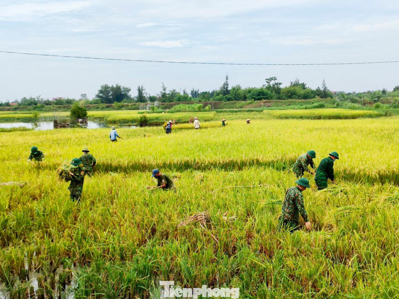 Với phương châm “giúp nhà nào, gọn nhà đó”, cán bộ, chiến sĩ Đồn Biên phòng Diễn Thành (Bộ đội Biên phòng Nghệ An) đã giúp các hộ gia đình neo đơn, có hoàn cảnh khó khăn và gia đình chính sách thu hoạch trước. Với sự giúp sức của các cán bộ, chiến sĩ Biên phòng, các hộ gia đình đã kịp thời thu hoạch được 15 sào lúa hè thu, hạn chế tối đa thiệt hại. Với phương châm “giúp nhà nào, gọn nhà đó”, cán bộ, chiến sĩ Đồn Biên phòng Diễn Thành (Bộ đội Biên phòng Nghệ An) đã giúp các hộ gia đình neo đơn, có hoàn cảnh khó khăn và gia đình chính sách thu hoạch trước. Với sự giúp sức của các cán bộ, chiến sĩ Biên phòng, các hộ gia đình đã kịp thời thu hoạch được 15 sào lúa hè thu, hạn chế tối đa thiệt hại.