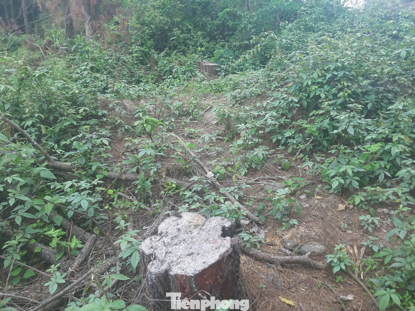 Khu vực rừng thông bị chặt hạ ở tiểu khu 1022, thuộc rừng phòng hộ núi Đá Đen (xóm 6, xã Hưng Yên Nam, huyện Hưng Nguyên, Nghệ An).