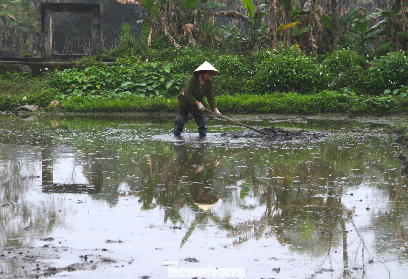 Trước khi cấy lúa, người dân sẽ thuê máy cày về xới cho tơi đất. Khi máy cày xong, người nông dân sẽ sử dụng cào, cuốc để san bằng những vị trí gò đất cao hay vùng bị trũng, để việc cấy lúa được thuận tiện hơn.