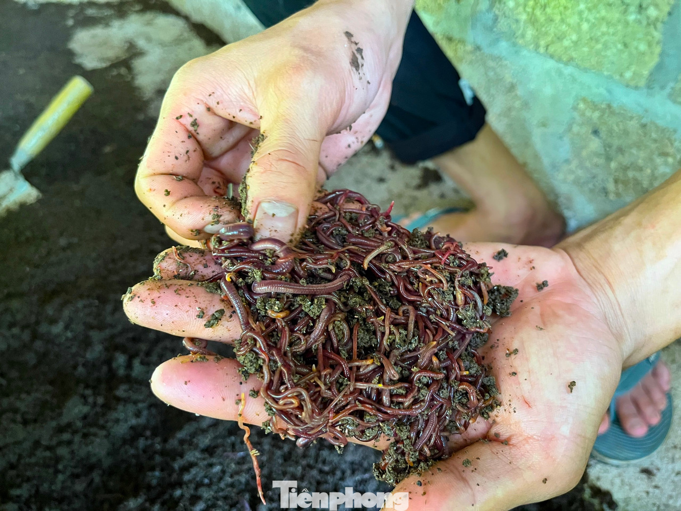 “Trùn quế được rất nhiều người ưa chuộng mua về để làm thức ăn chăn nuôi heo, gà, cá. Phân trùn cũng rất thích hợp để làm phân bón, trồng cây, rau. Với giá bán 50.000 đồng/kg trùn, 3.500 đồng/kg phân, mỗi năm, trang trại thu về hơn 1 tỉ đồng”, anh Tú nói.