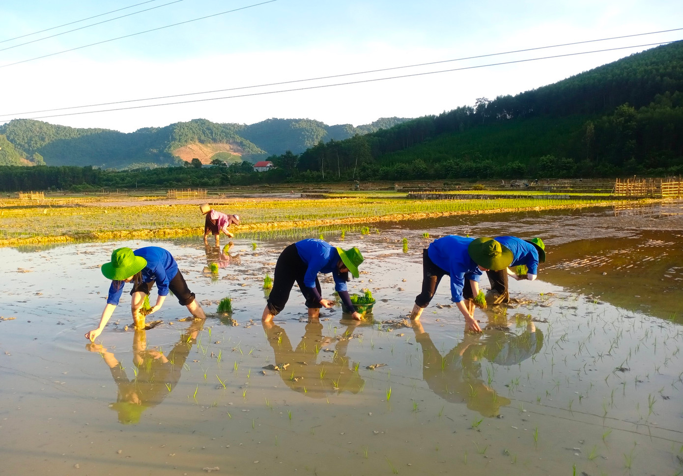 Chỉ trong một buổi sáng, các đoàn viên thanh niên xã Châu Hạnh đã giúp các gia đình cấy được hơn 3 thửa ruộng.