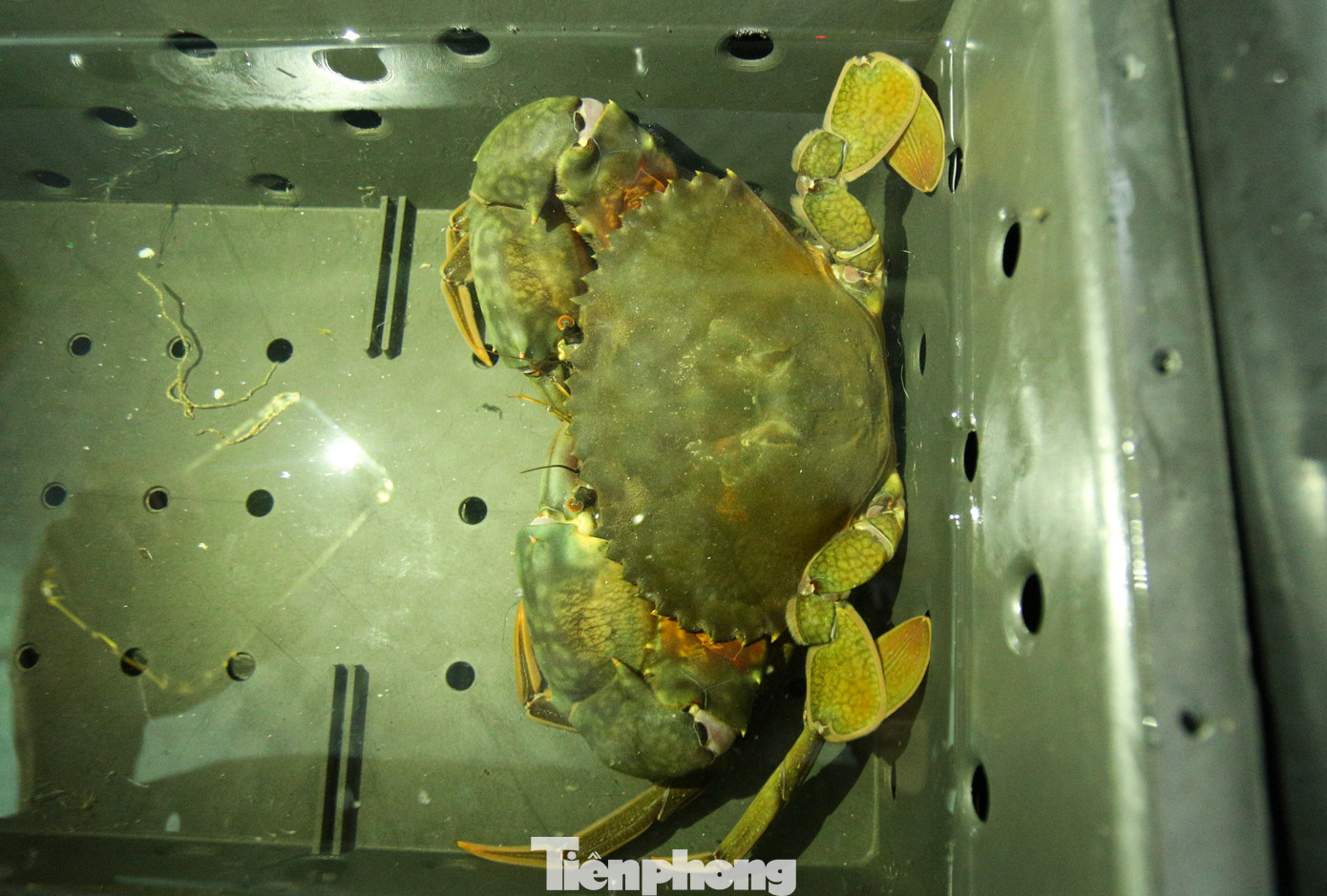 Hơn 1 tháng nuôi trong hộp nhựa, lứa cua đã sinh trưởng nhanh, tỷ lệ sống cao, đạt hơn 90%. Cứ 15 ngày cua lột một lần, mỗi lần lột, trọng lượng sẽ tăng 50g - 100g. Sau khoảng 2 tháng nuôi, trọng lượng cua sẽ đạt từ 300g - 400g/con là sẽ tiến hành thu hoạch. “Mỗi kg cua thịt được bán với giá dao động từ 600 - 700 nghìn đồng, cua lột có giá 800 - 850 nghìn đồng (có chất dinh dưỡng cao gấp 20% so với cua thịt). Khoảng 10 - 12 ngày tới, trại sẽ thu hoạch hơn 500 con, trung bình 3 - 4 con/kg. Tính ra thu về khoảng hơn 100 triệu đồng, trừ chi phí lãi hơn 70 triệu đồng”, chủ trại chia sẻ.