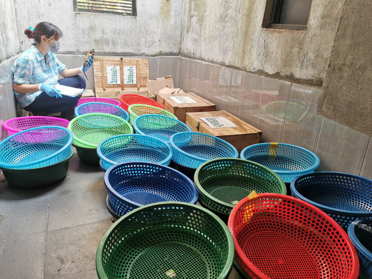 59 cá thể rùa hiện đã được đưa tới trung tâm cứu hộ Vườn quốc gia Pù Mát để cứu hộ và chăm sóc.