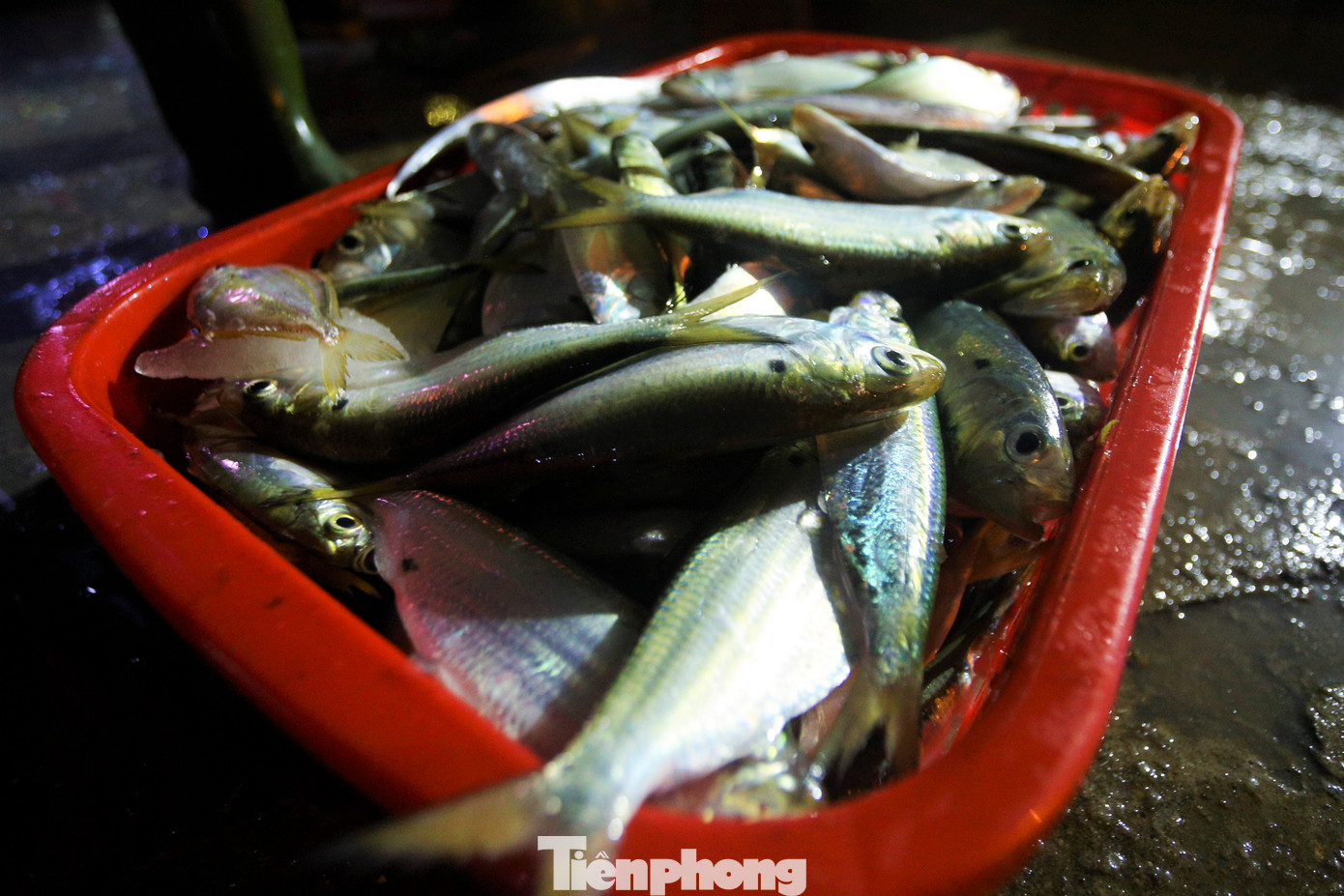 Những khay hải sản đủ loại, tươi ngon, nhiều loại còn sống được bày bán ngay trên khu vực cảng.