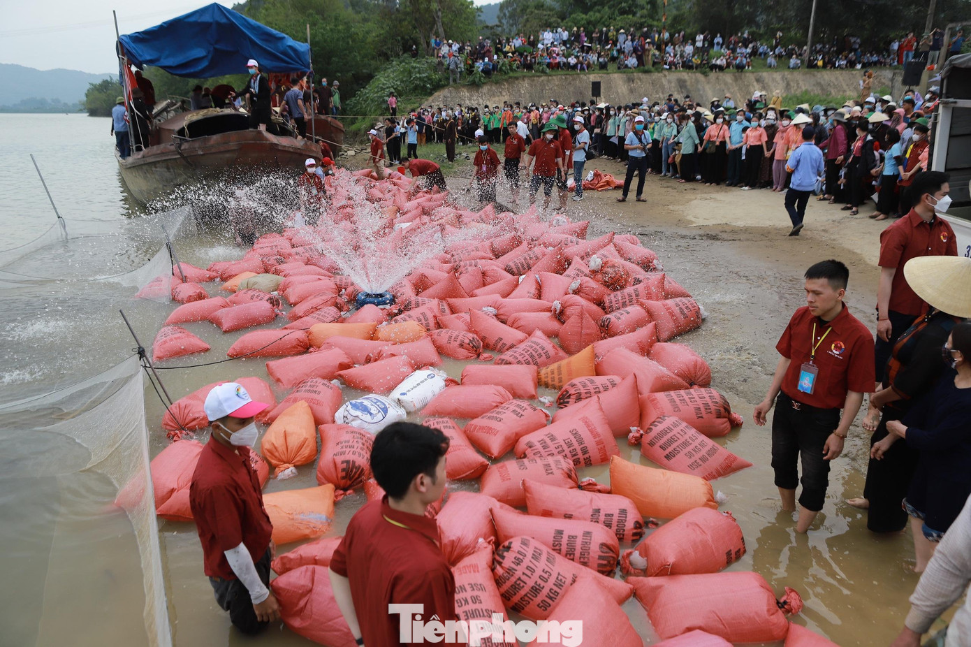 Việc vận chuyển cá ra sông để thả được thực hiện khẩn trương, với sự giúp sức của hàng trăm người nhằm đảm bảo tất cả số cá phóng sinh đều mạnh khỏe khi trở về môi trường sông nước.