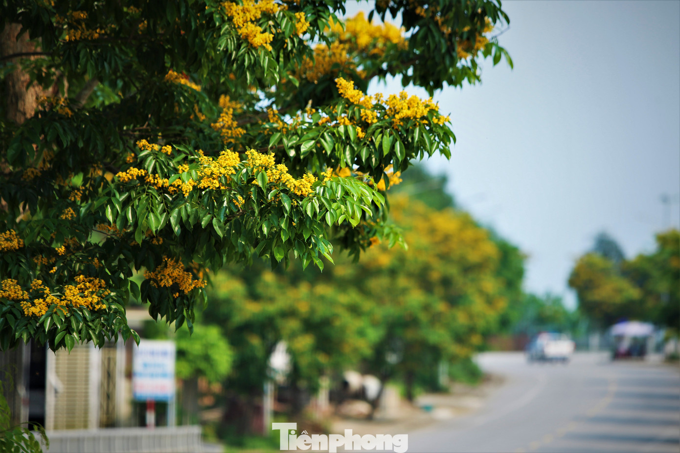 Cây giáng hương có tên khoa học là Pterocarpus macrocarpus Kurz, thuộc họ thực vật Fabaceae - Đậu.