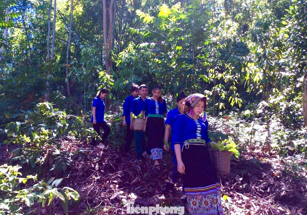 Chị Lãnh Thị Giang - Chủ nhiệm CLB chia sẻ: Từ xa xưa, đồng bào dân tộc Thái đã tự tay mình làm men rượu để làm ra rượu trắng và rượu cần với hương vị rất đặc trưng. Men được làm hoàn toàn thủ công và không một chất kích thích lên men nên rất an toàn. Đây cũng là sự sáng tạo và đúc kết kinh nghiệm từ thực tiễn của đời sống nhưng có giá trị thực tế và hữu ích. Để lưu giữ và nhân rộng mô hình rượu men lá này, câu lạc bộ đã tiến hành học hỏi kinh nghiệm để giữ gìn bản sắc truyền thống.