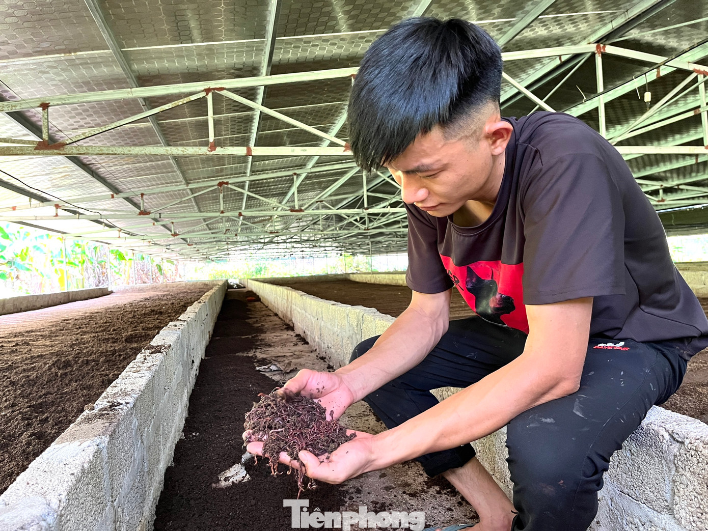Ông Thái Văn Toàn - Chủ tịch Hội Nông dân xã Thanh Lâm cho hay, hiện nhiều hộ dân trong xã đã học mô hình của anh Tú để nuôi trùn quế. Nhiều gia đình nuôi trâu bò, gà cũng đang học để áp dụng theo vòng tròn khép kín, vừa xử lý phân, vừa cung cấp thức ăn chăn nuôi. Từ khi có mô hình nuôi trùn quế từ phân heo, vấn đề mùi hôi thối trên địa bàn từ trang trại đã giảm rõ rệt.