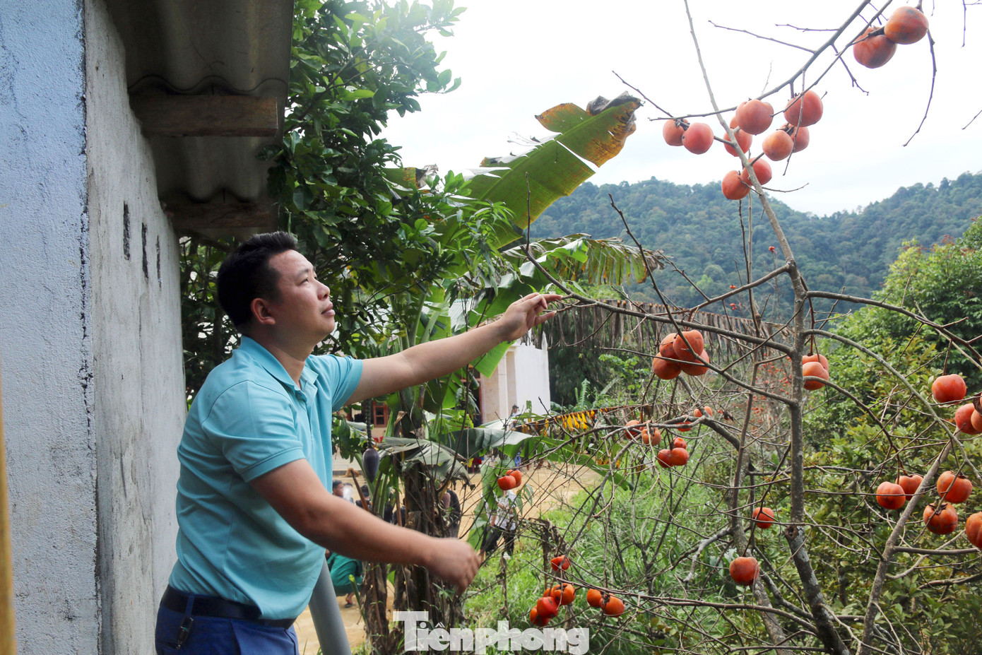 Người Mông ở Tây Sơn chủ yếu hái hồng chín về làm trang trí trong gia đình hoặc dùng ăn và làm quà cho khách thập phương đến bản.