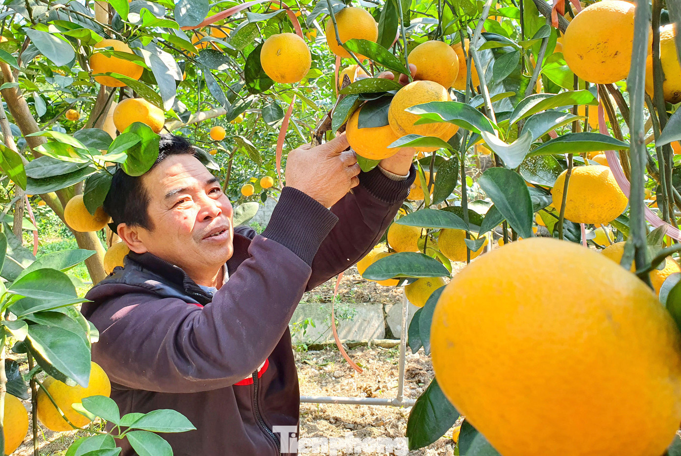 Những ngày qua các chủ vườn cam cũng đã bắt đầu đón khách vào vườn chọn cắt cam, sớm hơn nhiều so với những năm trước. Những ngày qua các chủ vườn cam cũng đã bắt đầu đón khách vào vườn chọn cắt cam, sớm hơn nhiều so với những năm trước.