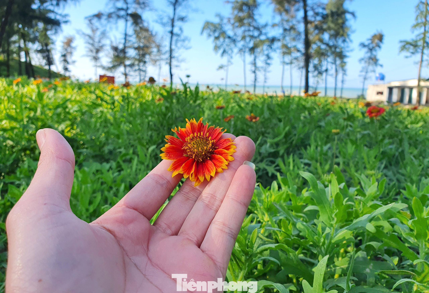 Cúc biển ở Cửa Lò chủ yếu có 2 loại gồm: màu vàng tươi đơn sắc và cánh hoa có hai màu với rìa hoa ngoài màu vàng còn bên trong màu đỏ cam.