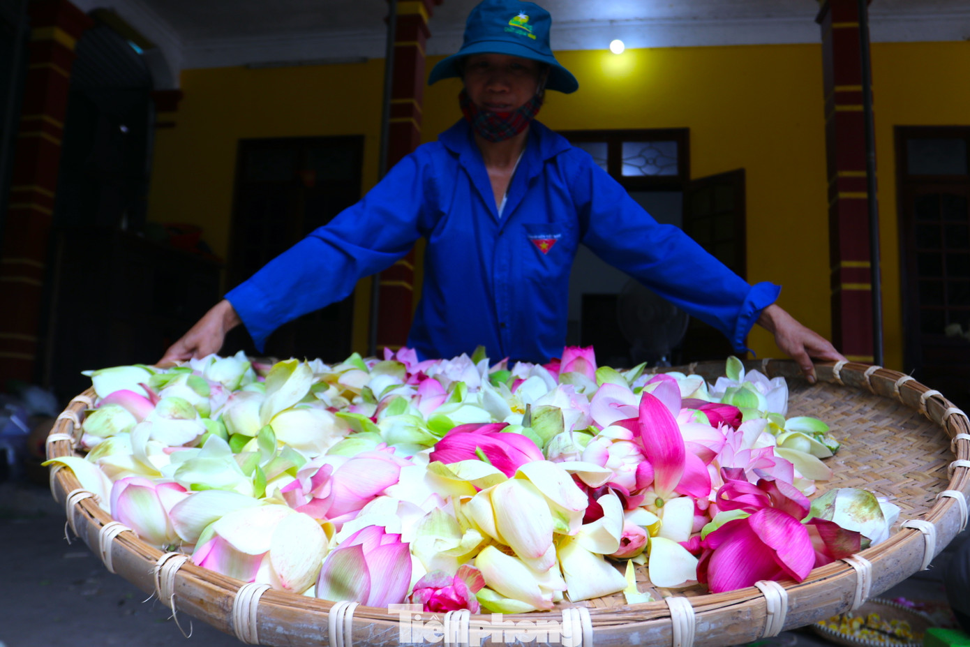 Những cánh hoa sen nhiều màu sắc được bóc tách đưa vào sấy và qua một số công đoạn sẽ cho ra loại trà thơm ngon hảo hạng.