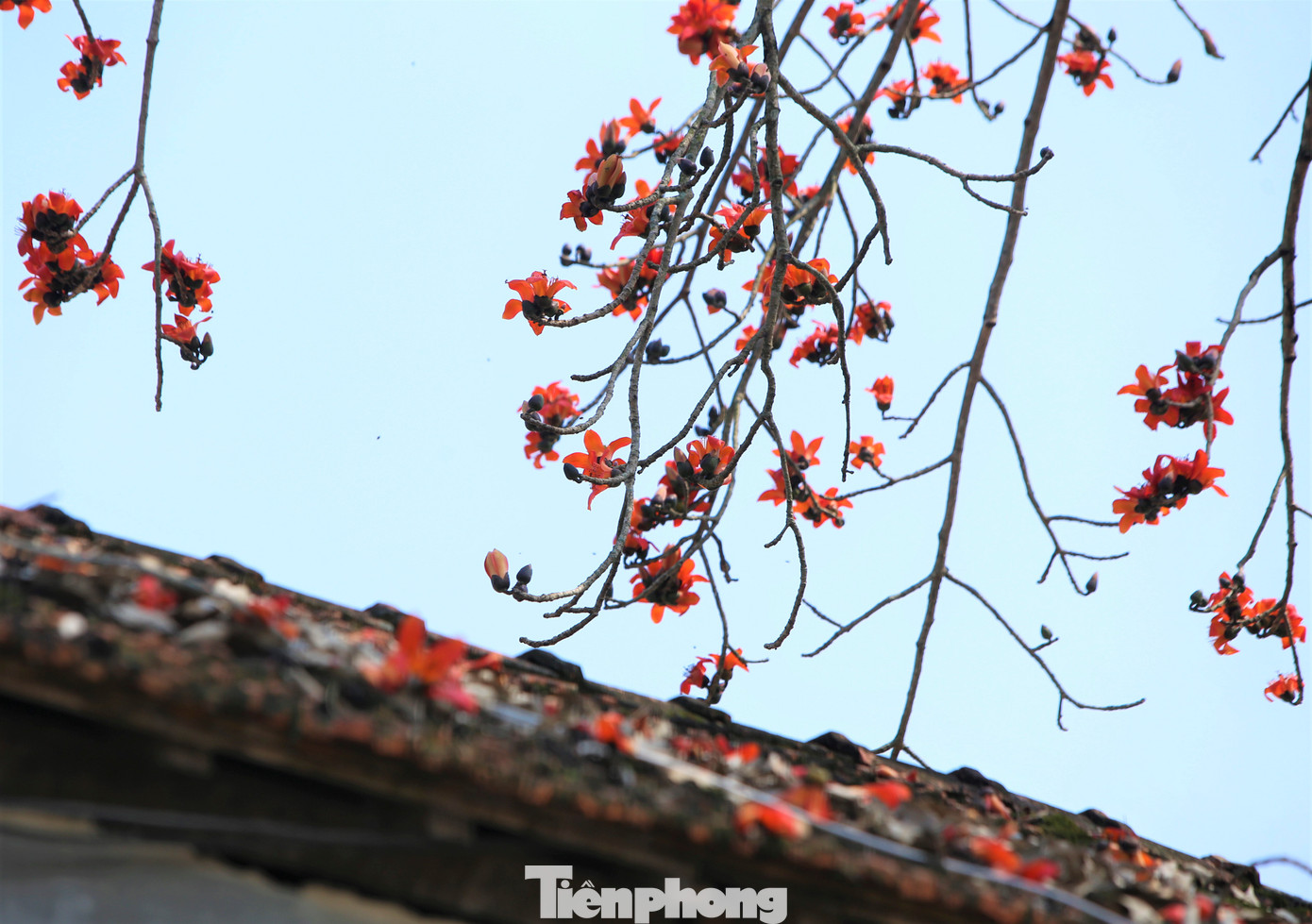 Hoa gạo bung nở, rụng xuống như rải một lớp thảm đỏ dưới gốc, trên mái hiên. Nhiều loại chim, ong bướm cũng bay về hút mật.