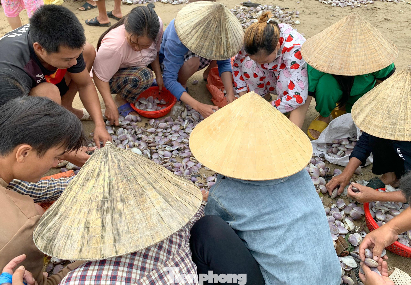 “Sáng nay chúng tôi ra biển rất sớm nhưng đã thấy cả trăm người đến nhặt rồi” - anh Nguyễn Khánh Minh (trú phường Quỳnh Phương, thị xã Hoàng Mai) nói và cho biết, chỉ trong sáng 26/9, anh đã vớt được hơn 50kg ngao.