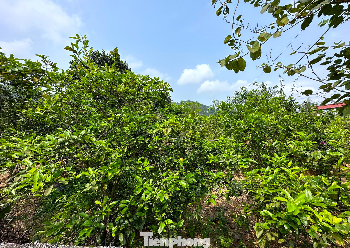 Anh Hóa cho biết, nghề trồng chanh ở xã này có từ những năm 1970. Riêng gia đình anh gắn bó với nghề trồng chanh đã khoảng 35 năm nay. Hiện gia đình anh có hơn 200 gốc chanh nhiều năm tuổi được trồng trên 4 sào đất dưới chân núi Thiên Nhẫn.