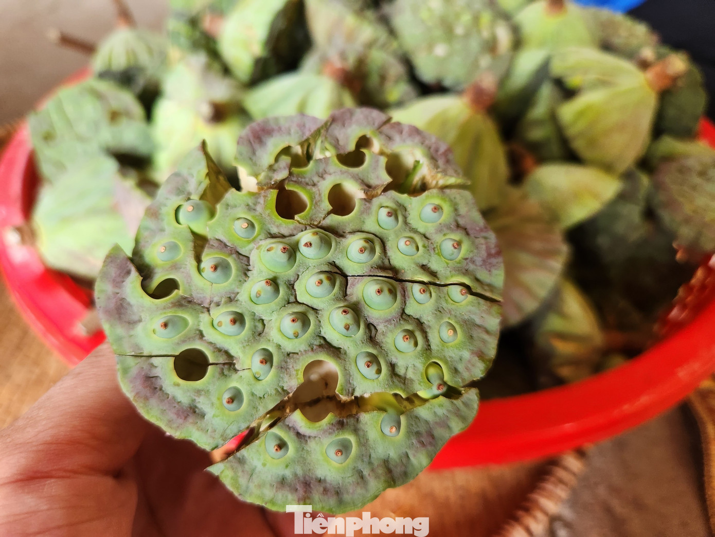 Ngoài hoa sen được làm trà, đài sen được anh Tiến chế tạo ra nhiều thực phẩm ngon bổ dưỡng như hạt sen, tâm sen, trà tâm sen, mứt hạt sen, sữa hạt sen, hạt sen sấy...