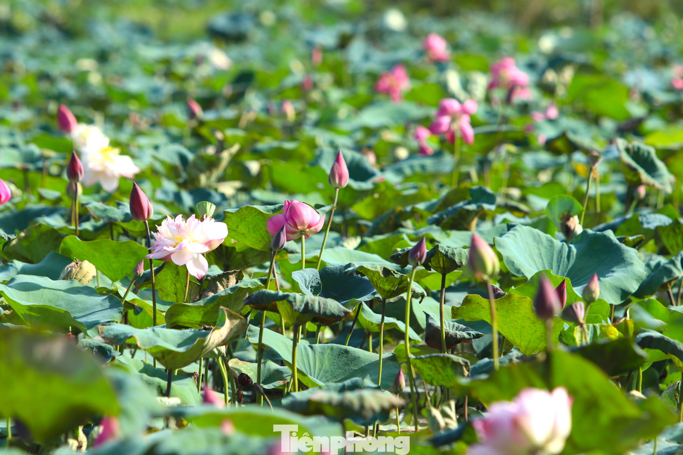 Năm 2013, anh Tiến bắt đầu thầu một số ao đầm ở xã Kim Liên rồi mua giống sen về trồng với mong muốn phủ kín các ao hồ, đầm lầy, tạo cảnh quan cho du khách thưởng ngoạn khi về thăm Làng Sen quê Bác. Ngoài sen bản địa vốn có, anh Tiến tìm hiểu và ươm thử rất nhiều giống sen trong nước và ngoài nước để đa dạng loài hoa này.