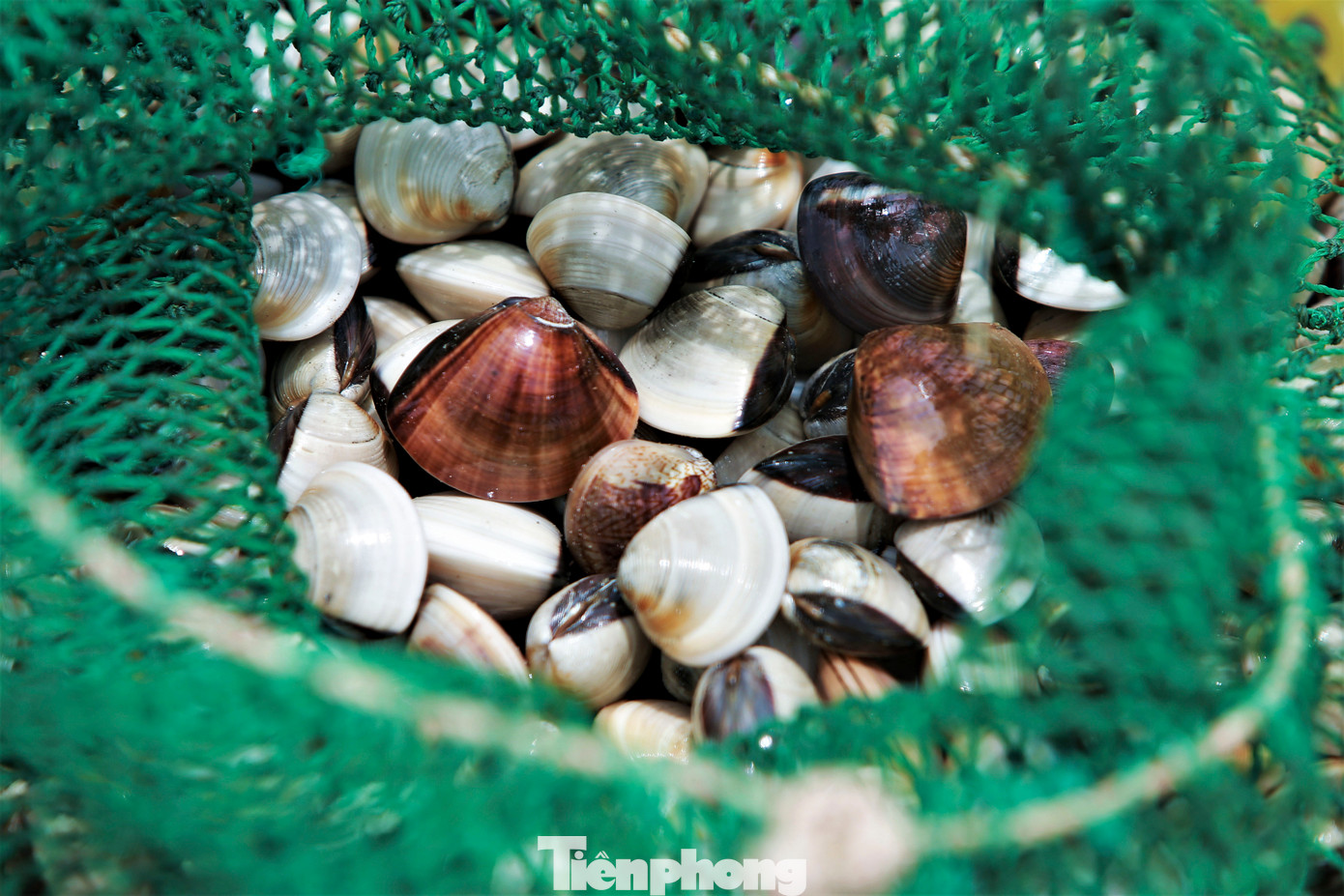 Lãnh đạo UBND xã Cẩm Lĩnh, huyện Cẩm Xuyên, cho biết địa phương có 9 hộ dân nuôi với diện tích gần hơn 10 ha. Năm nay từ đầu mùa một lượng lớn ngao đã chết, số còn lại được người nuôi thu hoạch sớm để thu hồi vốn. "Ngao nuôi trên địa bàn đạt sản lượng và chất lượng cao, đây cũng là nguồn thu nhập chính cho nhiều hộ dân", vị lãnh đạo địa phương chia sẻ.